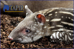Alexandro het pasgeboren tapirkalfje in Artis.watermerk